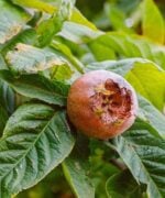 mespilus germanica meerstammig