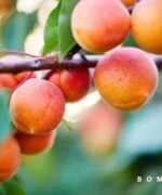 Prunus armeniaca 'Tros Oranje'