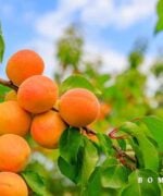 Prunus armeniaca ‘Sungiant’