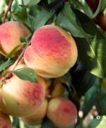 Prunus persica 'Amsden'