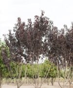 Prunus serrulata 'Royal Burgundy'| Meerstammig | 230 - 280 cm 1 prunus serrulata royal burgundy meerstammig