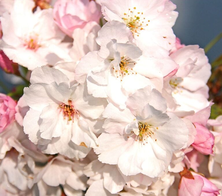 Prunus serrulata Amanogawa bloesem