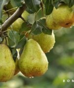 Pyrus communis 'Doyenne du Comice'