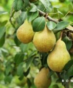 Pyrus communis Beurre Hardy