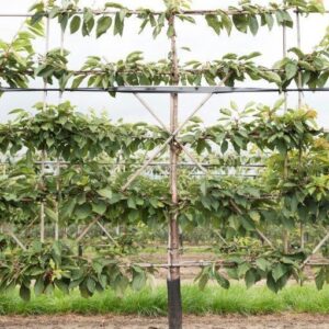 De 9 voordelen van een groene tuin 7 Vruchtkers laagstam leivorm