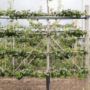 Leifruitbomen