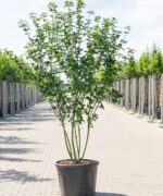 Acer Rufinerve | Meerstammig | 225 - 250 cm