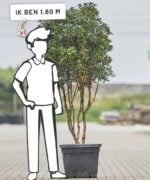 Osmanthus heterophyllus | Meerstammig | 175 - 225 cm - Afbeelding 2