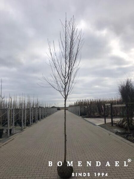 perzikboom-hoogstam-6-jaar