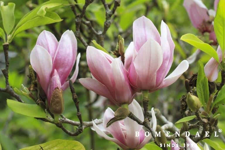 Hoe kun je de Magnolia snoeien? Bomendael