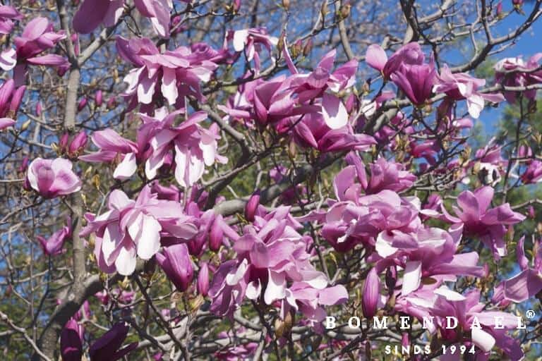 Hoe kun je de Magnolia snoeien? Bomendael