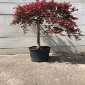 Treurboom
