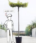 Quercus palustris | Dakboom | 250 cm - Afbeelding 2