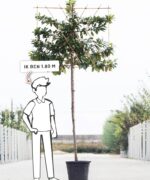 Prunus laurocerasus 'Novita' | Hoogstam leiboom | ø 10-14 | 180 cm - Afbeelding 2