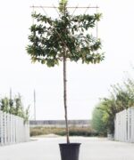 Prunus laurier 'Novita' leiboom