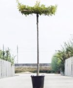 Moeraseik-Quercus palustris dakboom