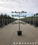 Perenboom-Leivorm-Halfstam