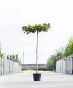 Plataan-Platanus acerifolia dakboom