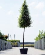Quercus ilex Piramide hoogstam
