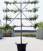 Malus domestica ‘Jonagold’ | Halfstam leiboom | 100 cm