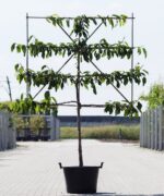 vruchtkers 100cm stamh. leivorm