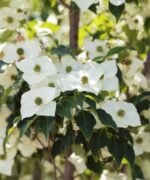 Bloesem Cornus kousa milky way