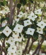 Bloesem Cornus kousa milky way
