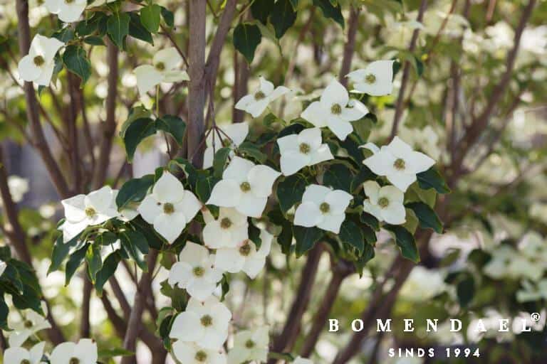 Bloesem Cornus kousa milky way