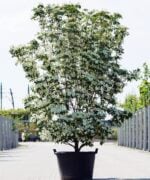 Cornus kousa 'Milkyway' meerstammig
