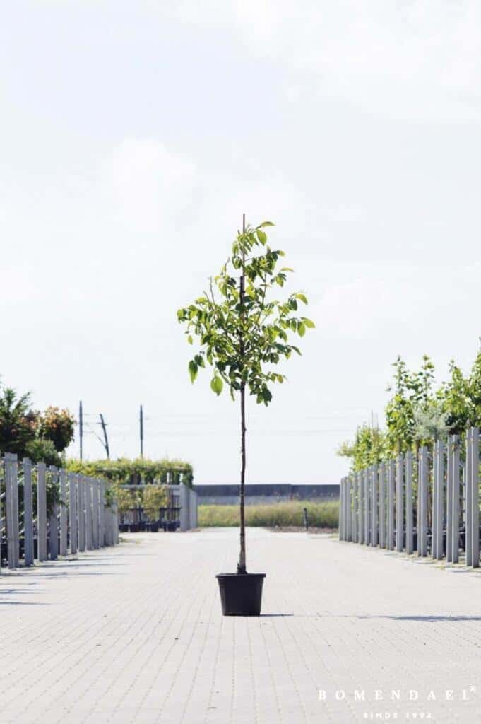 Juglans-regia