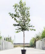 Kersenboom hoogstam