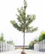 Kersenboom oude hoogstam