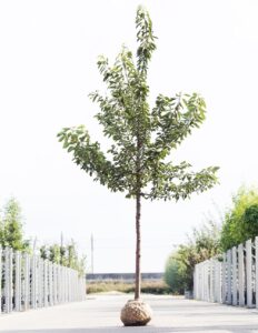 Kersenboom oude hoogstam