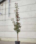 Malus Redlane zuilvorm