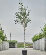 betula utillis doorenbos boom\