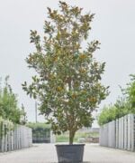 meerstammige Magnolia Grandiflora