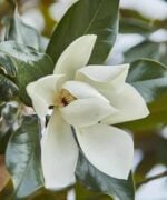 Magnolia Grandiflora | Meerstammig | 325 - 375 cm - Afbeelding 2