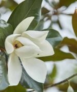 magnolia grandiflora bloesem