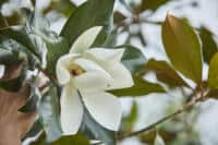 magnolia grandiflora bloesem