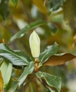 Magnolia Grandiflora | Meerstammig | 325 - 375 cm - Afbeelding 7