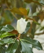 magnolia grandiflora bloesem
