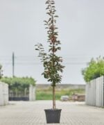 Malus Domestica Red Lane