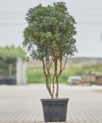osmanthus heterophyllus meerstammig