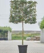 prunus lusitanica angustifolia leiboom