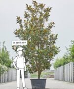 Magnolia Grandiflora | Meerstammig | 325 - 375 cm - Afbeelding 6