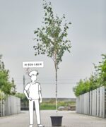Betula utillis | Hoogstam | 350 - 400 cm - Afbeelding 2