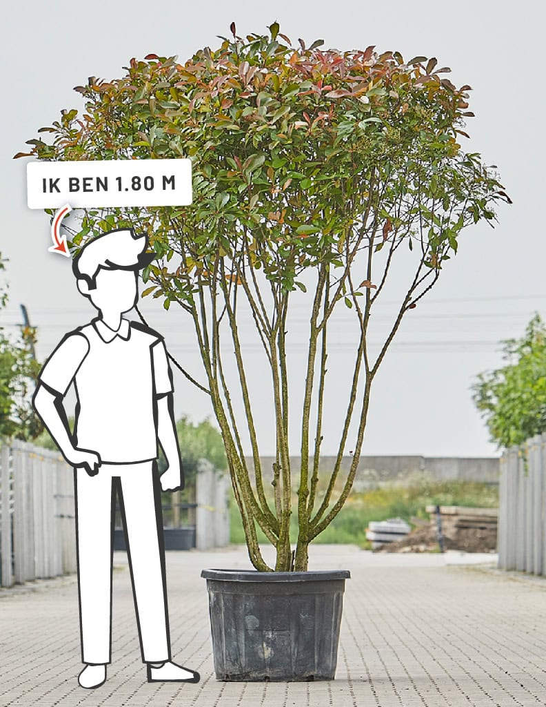 Photinia fraseri 'Red Robin' | Meerstammig | 200 - 250 cm 5 Photinia fraseri 'Red Robin' | Meerstammig | 200 - 250 cm - Afbeelding 5