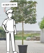 Prunus Lusitanica 'Angustifolia' - Afbeelding 2