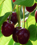 Prunus avium 'Early Rivers' | Hoogstam | 350 - 400 cm - Afbeelding 2