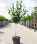 Prunus domestica 'Victoria' | Halfstam | 230 - 280 cm